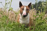 BULL TERRIER MINIATURE 017